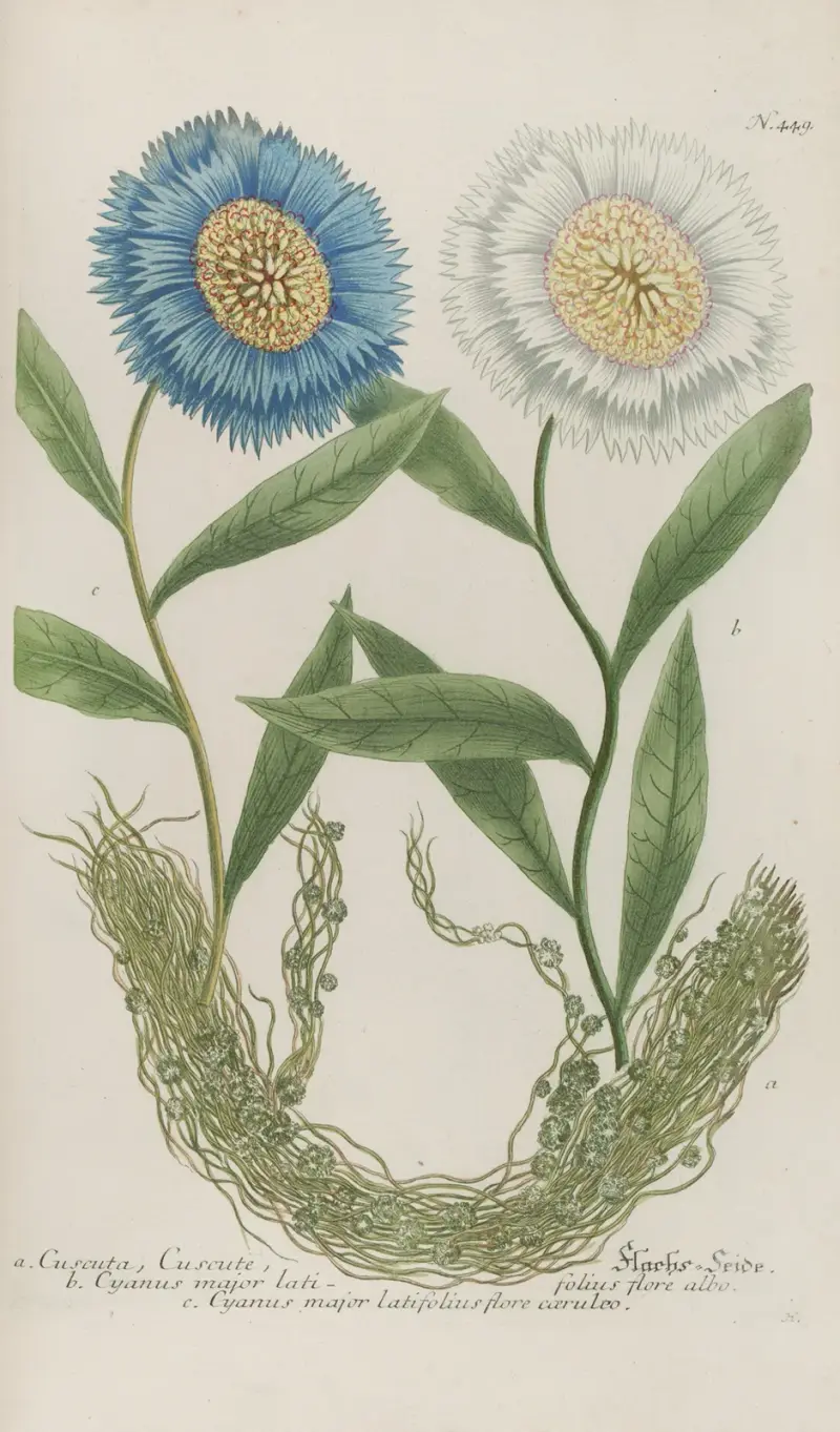 Phytanthoza iconographia Pl.172 av Johann Wilhelm Weinmann