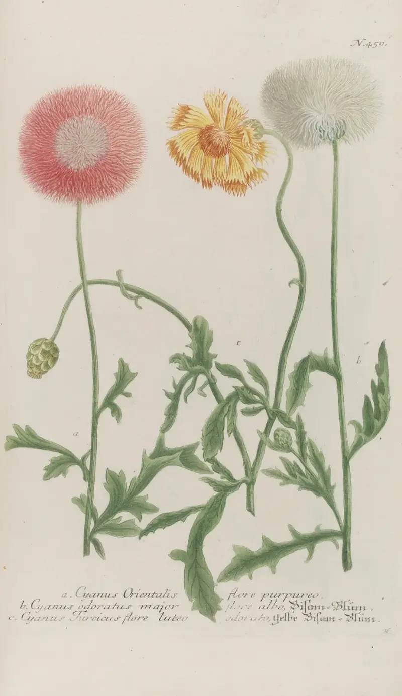 Phytanthoza iconographia Pl.173 av Johann Wilhelm Weinmann