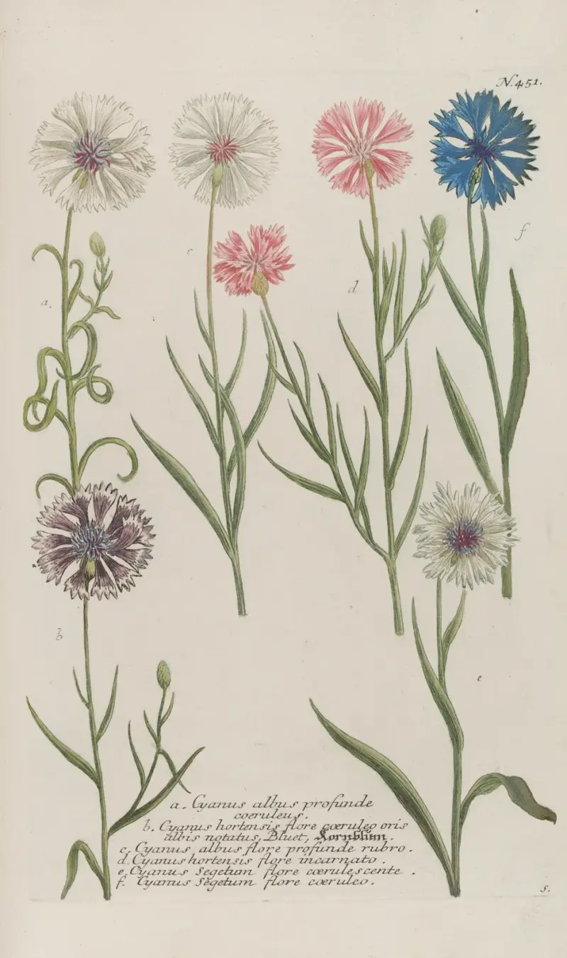 Phytanthoza iconographia Pl.174 av Johann Wilhelm Weinmann