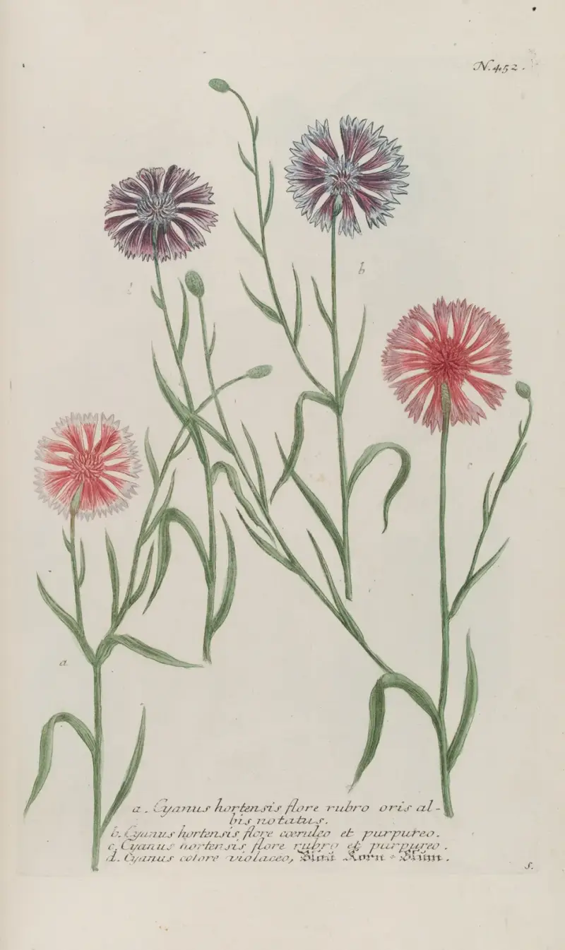 Phytanthoza iconographia Pl.175 av Johann Wilhelm Weinmann
