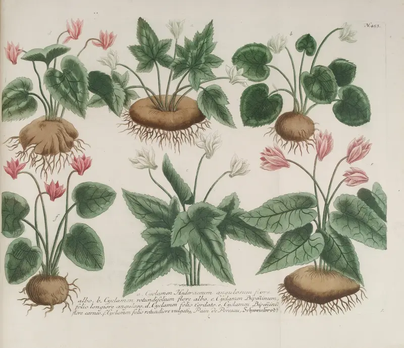 Phytanthoza iconographia, tabl. 176, Johann Wilhelm Weinmann
