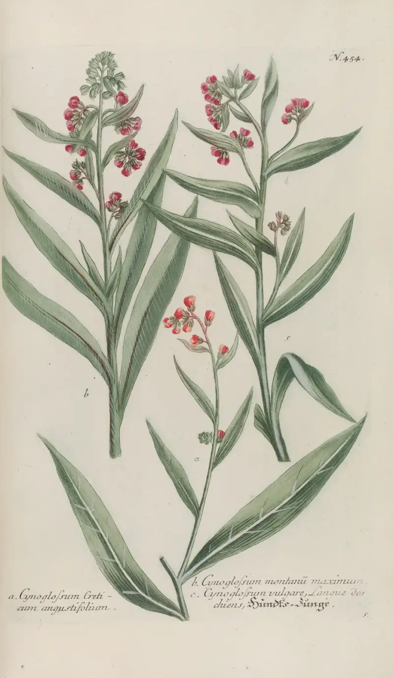 Phytanthoza iconographia Pl.177 av Johann Wilhelm Weinmann