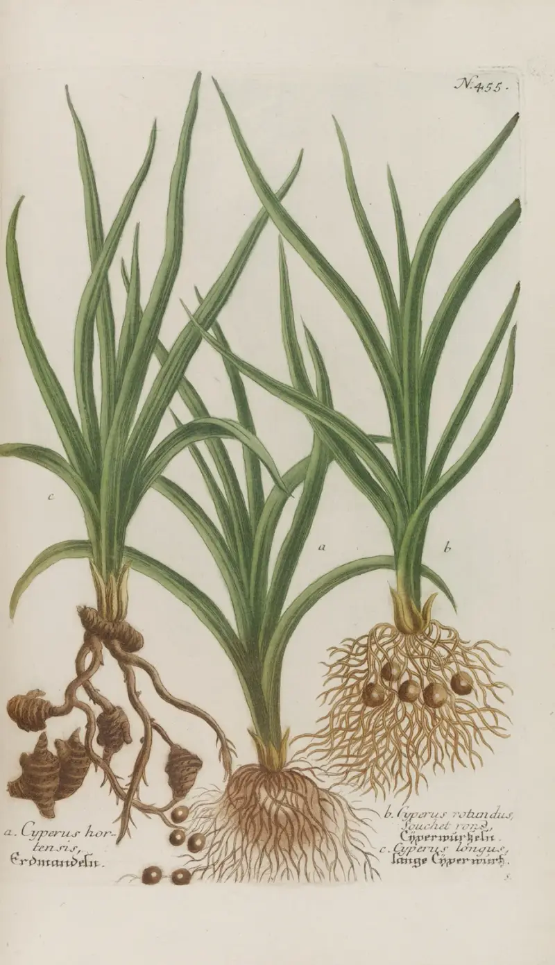 Phytanthoza iconographia Pl.178 av Johann Wilhelm Weinmann