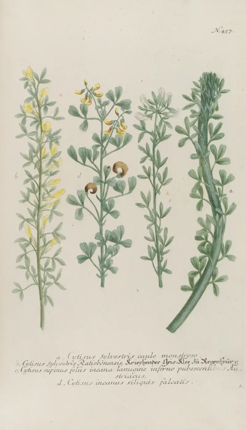 Phytanthoza iconographia Pl.180 av Johann Wilhelm Weinmann