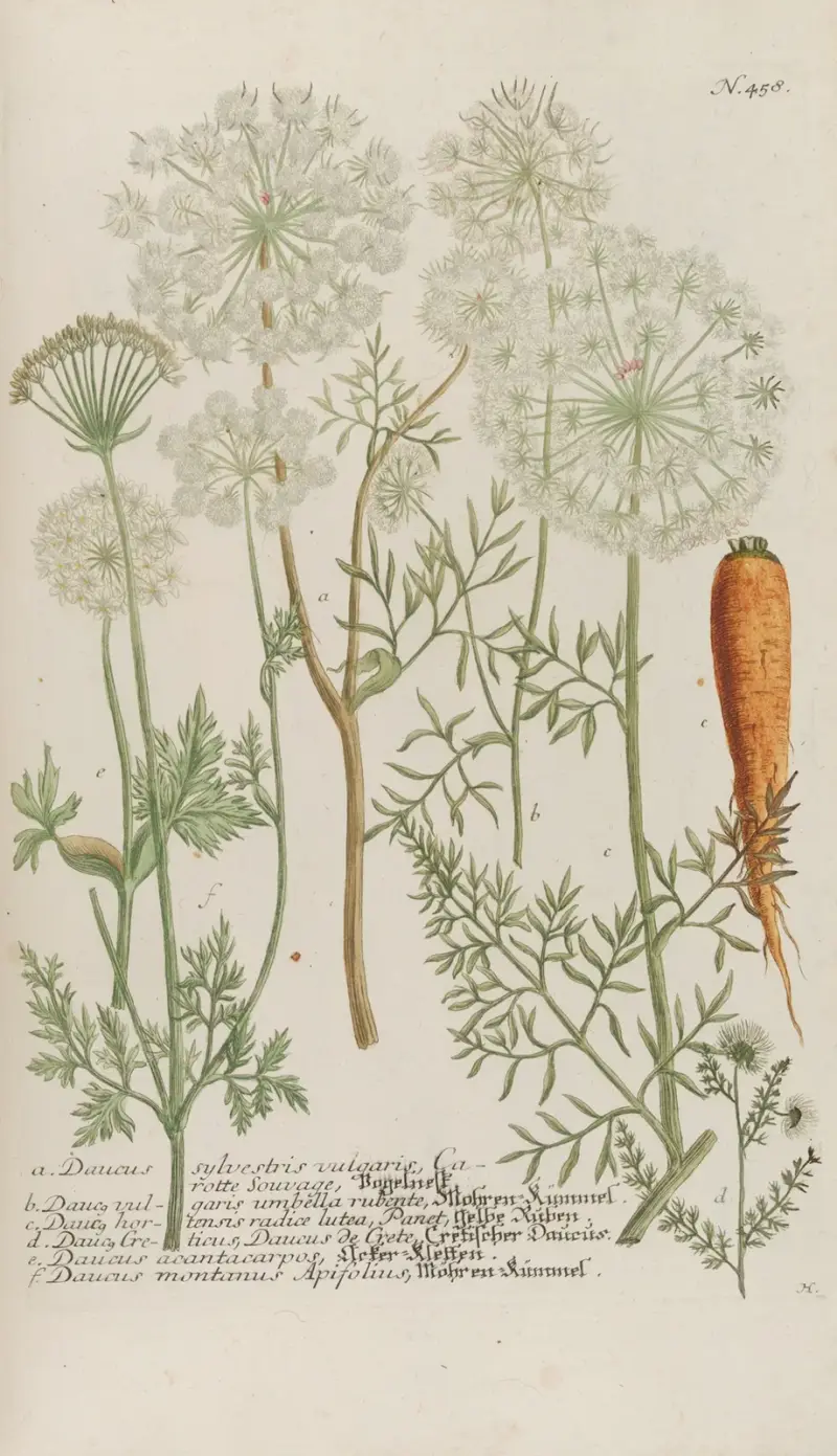 Phytanthoza iconographia Pl.181 av Johann Wilhelm Weinmann
