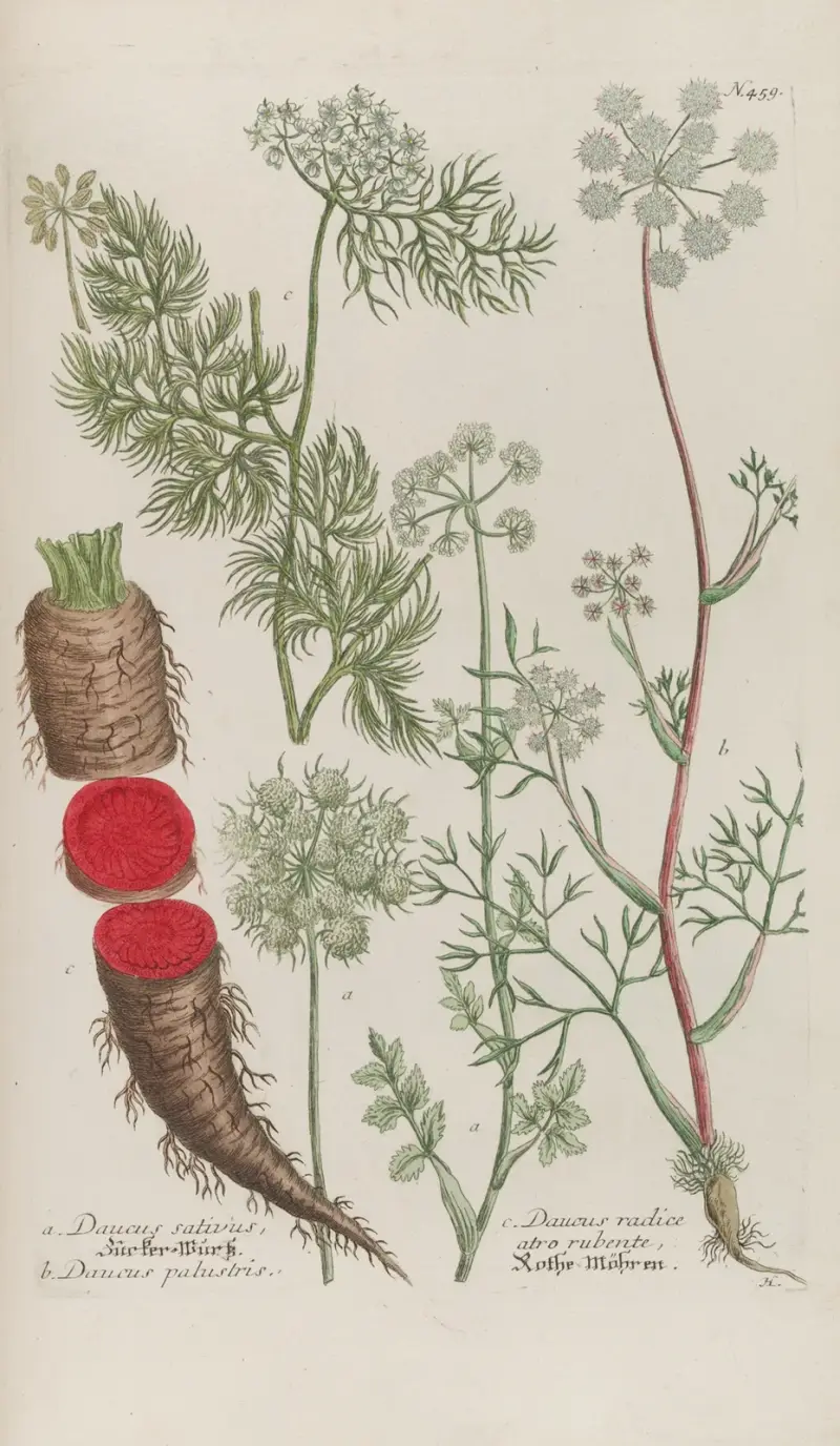 Phytanthoza iconographia Pl.182 av Johann Wilhelm Weinmann