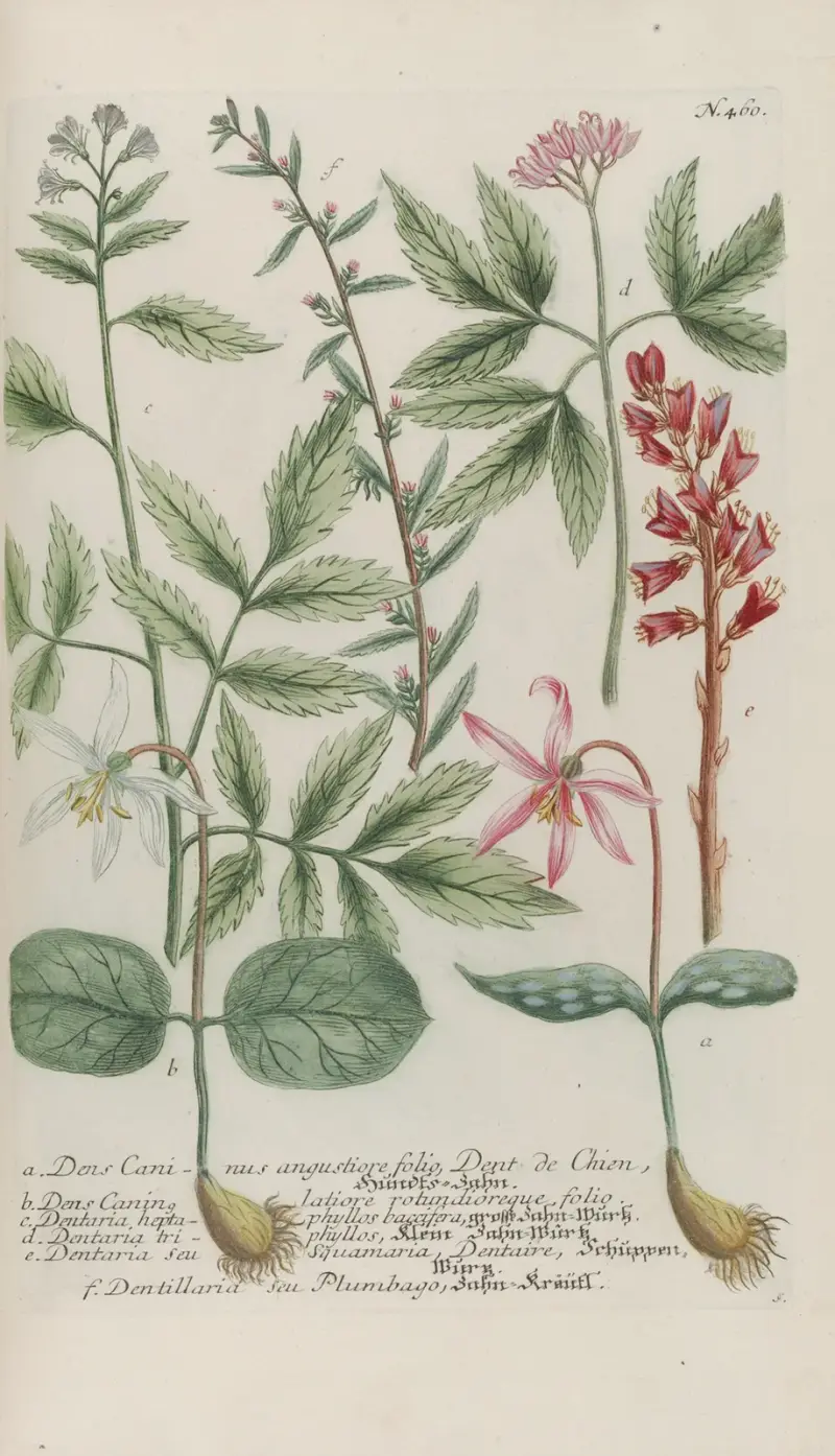 Phytanthoza iconographia Pl.183 av Johann Wilhelm Weinmann