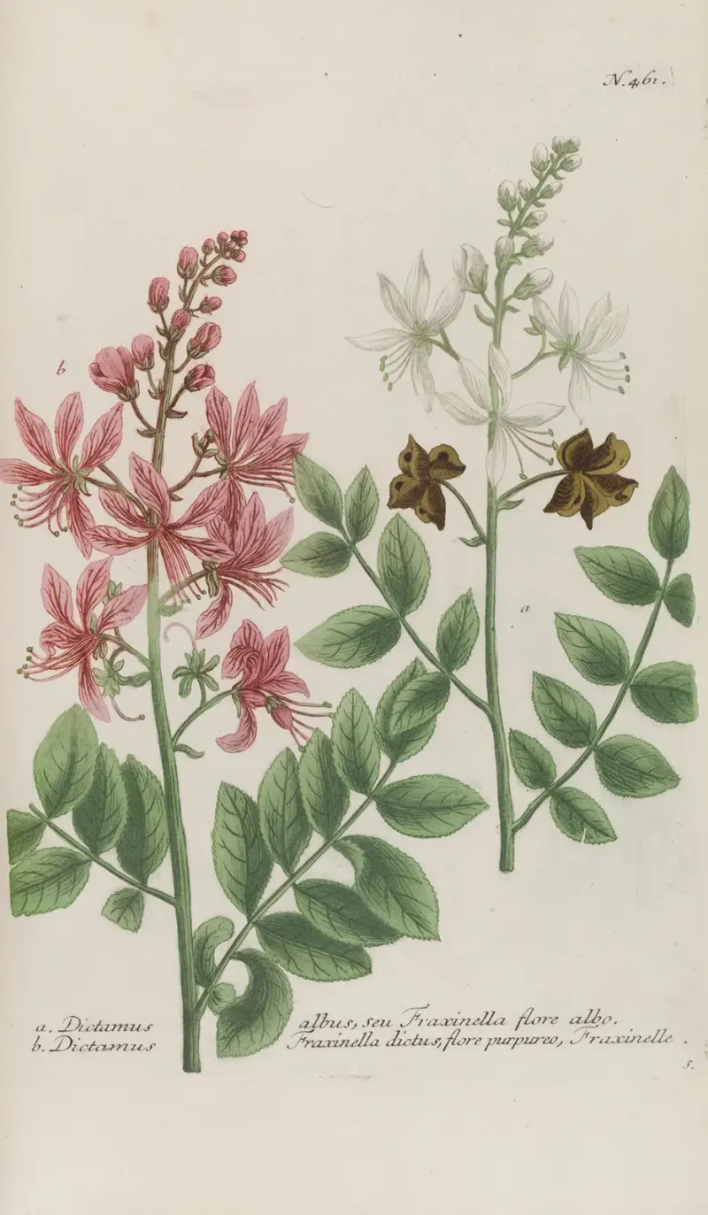 Phytanthoza iconographia Pl.184 av Johann Wilhelm Weinmann