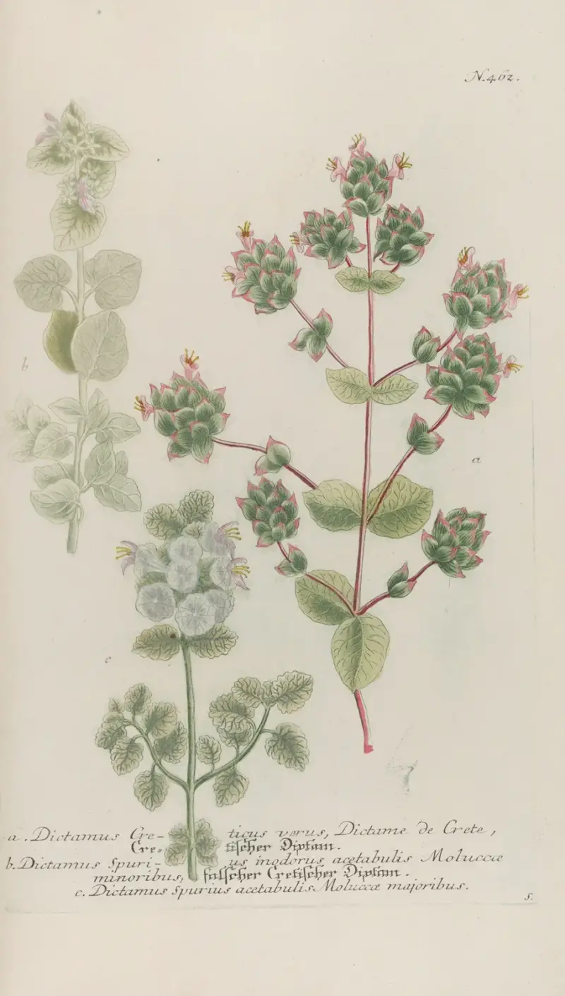 Phytanthoza iconographia Pl.185 av Johann Wilhelm Weinmann