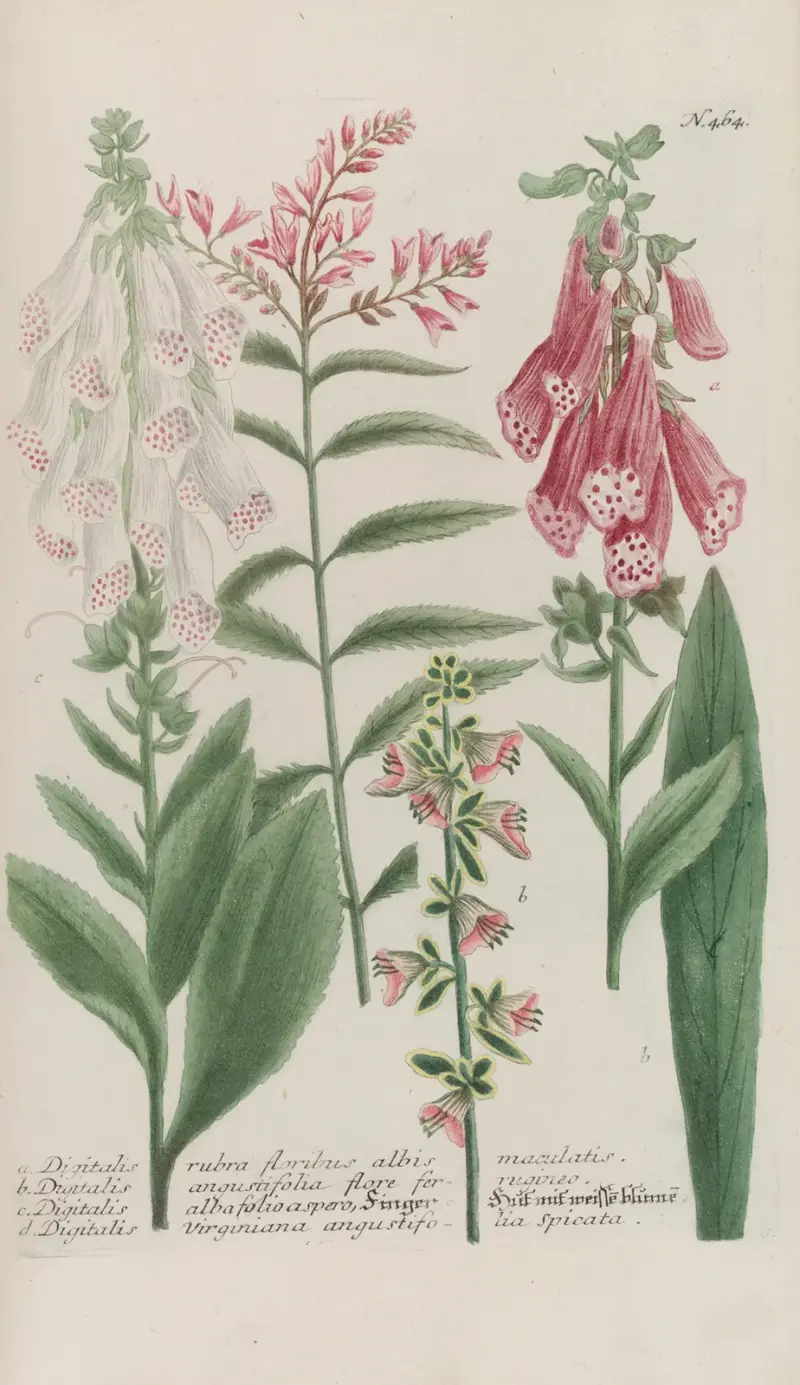 Phytanthoza iconographia Pl.187 av Johann Wilhelm Weinmann