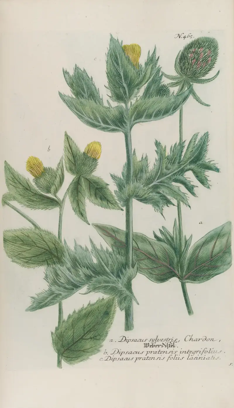 Phytanthoza iconographia Pl.188 av Johann Wilhelm Weinmann