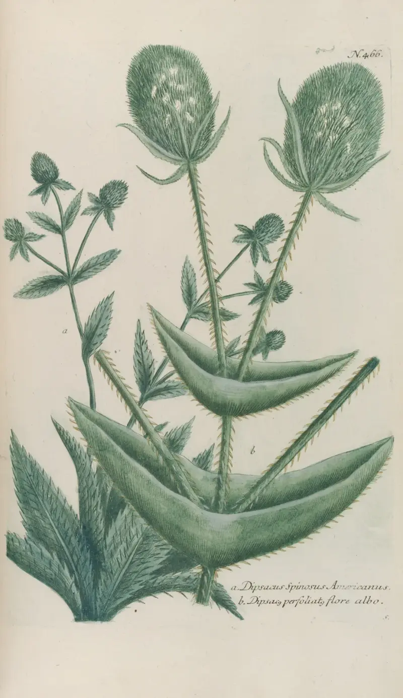 Phytanthoza iconographia Pl.189 av Johann Wilhelm Weinmann