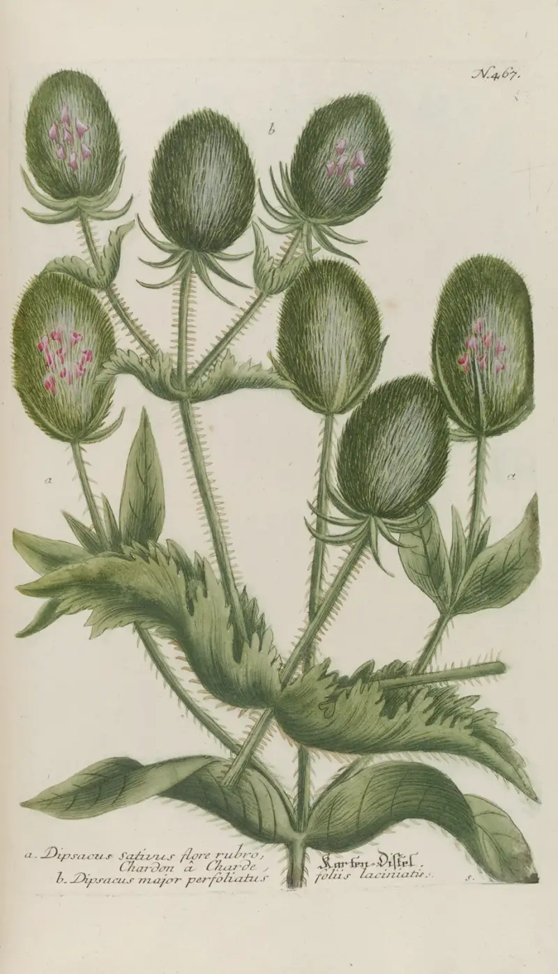 Phytanthoza iconographia Pl.190 av Johann Wilhelm Weinmann