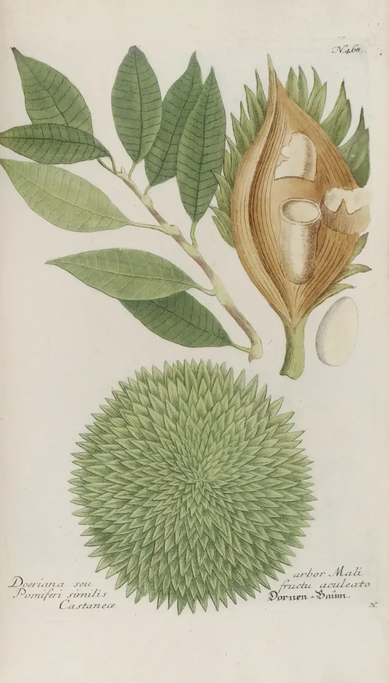 Phytanthoza iconographia Pl.191 av Johann Wilhelm Weinmann
