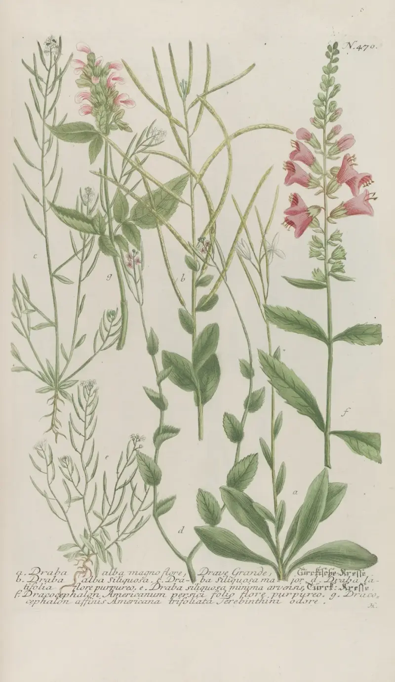 Phytanthoza iconographia Pl.193 av Johann Wilhelm Weinmann