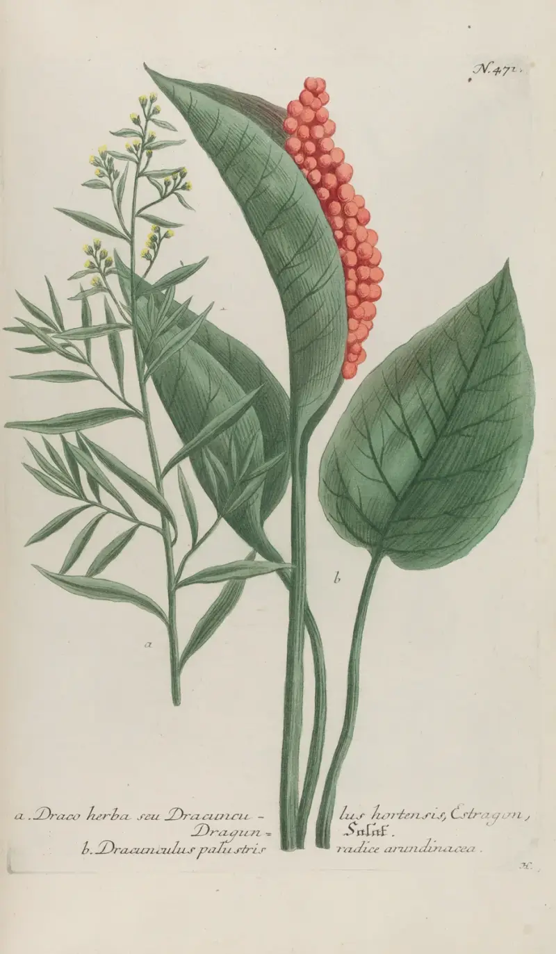 Phytanthoza iconographia Pl.194 av Johann Wilhelm Weinmann