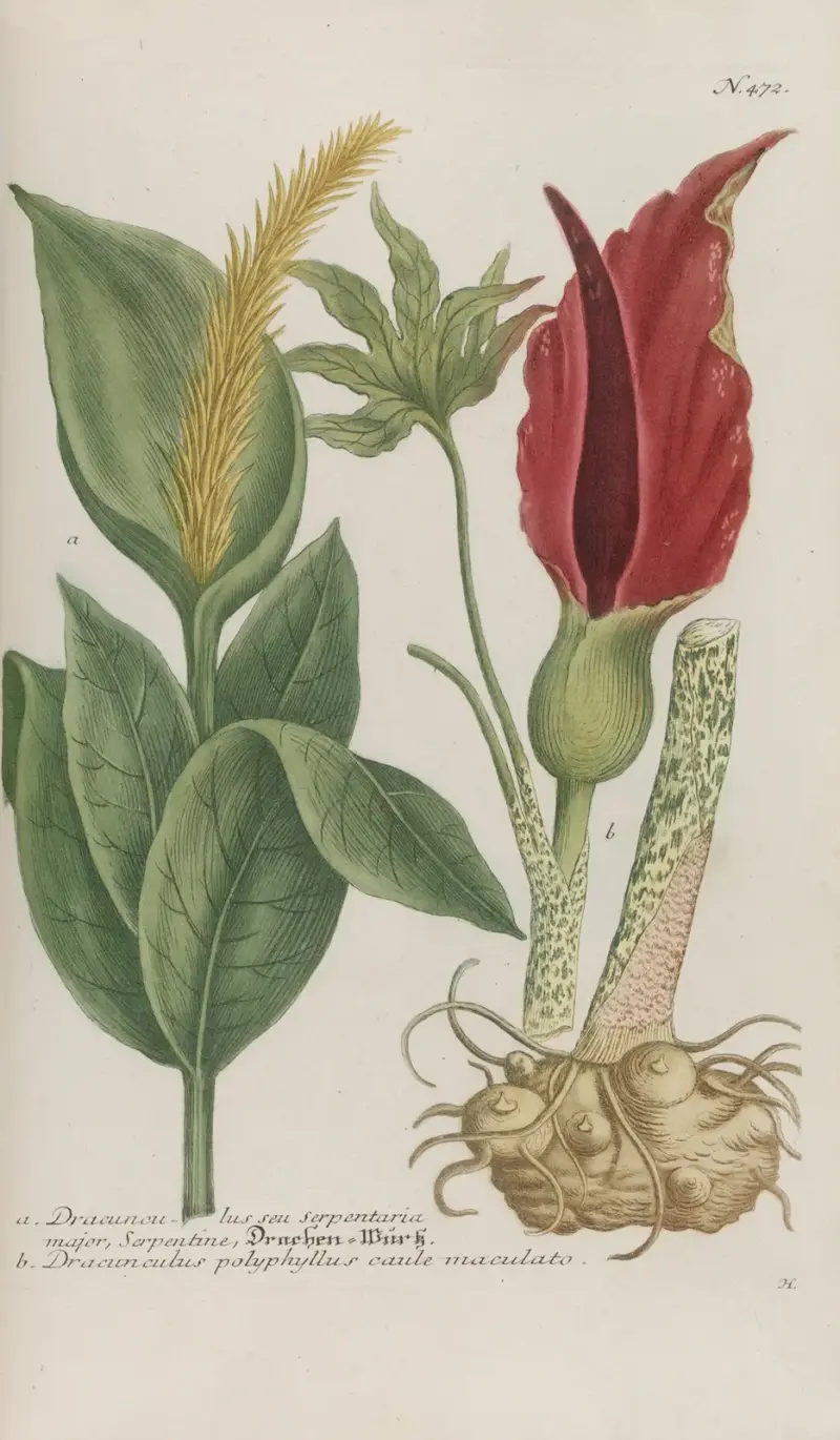 Phytanthoza iconographia Pl.195 av Johann Wilhelm Weinmann