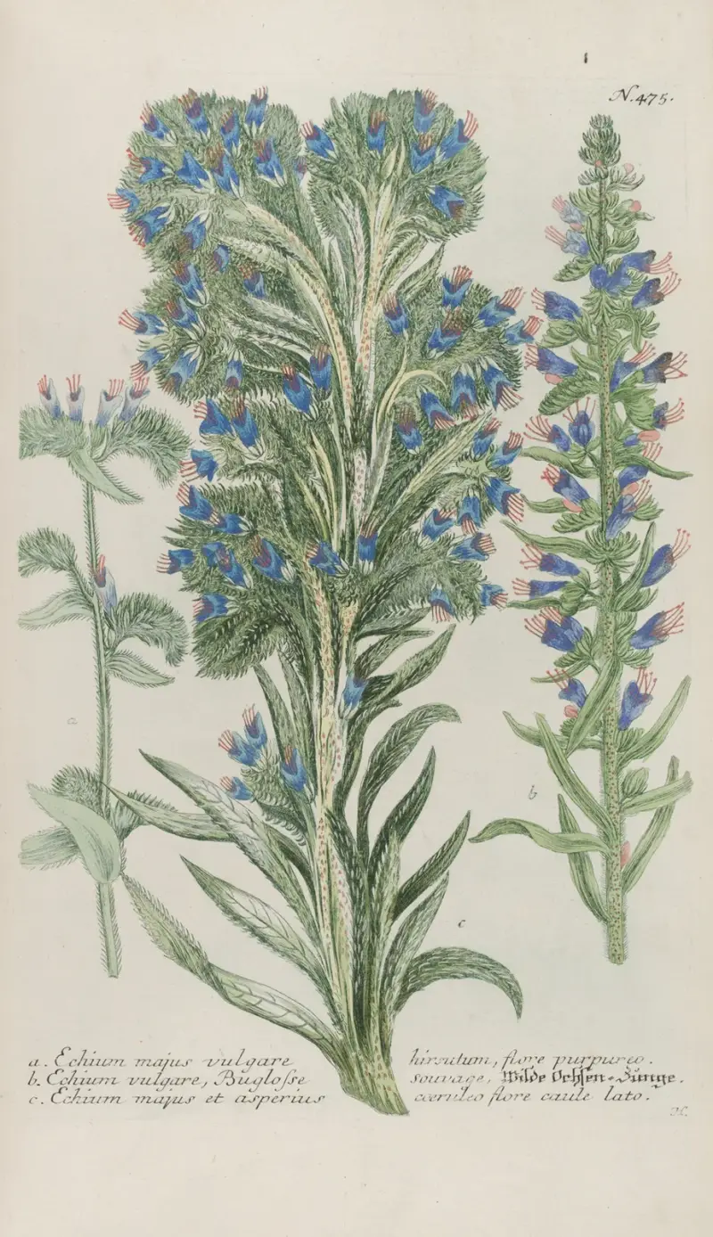 Phytanthoza iconographia Pl.198 av Johann Wilhelm Weinmann