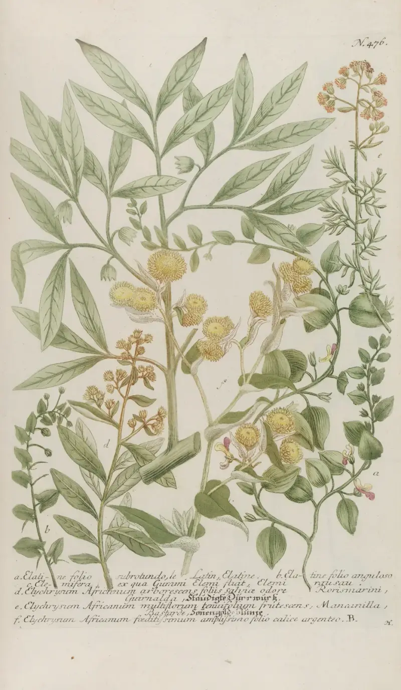 Phytanthoza iconographia Pl.199 av Johann Wilhelm Weinmann