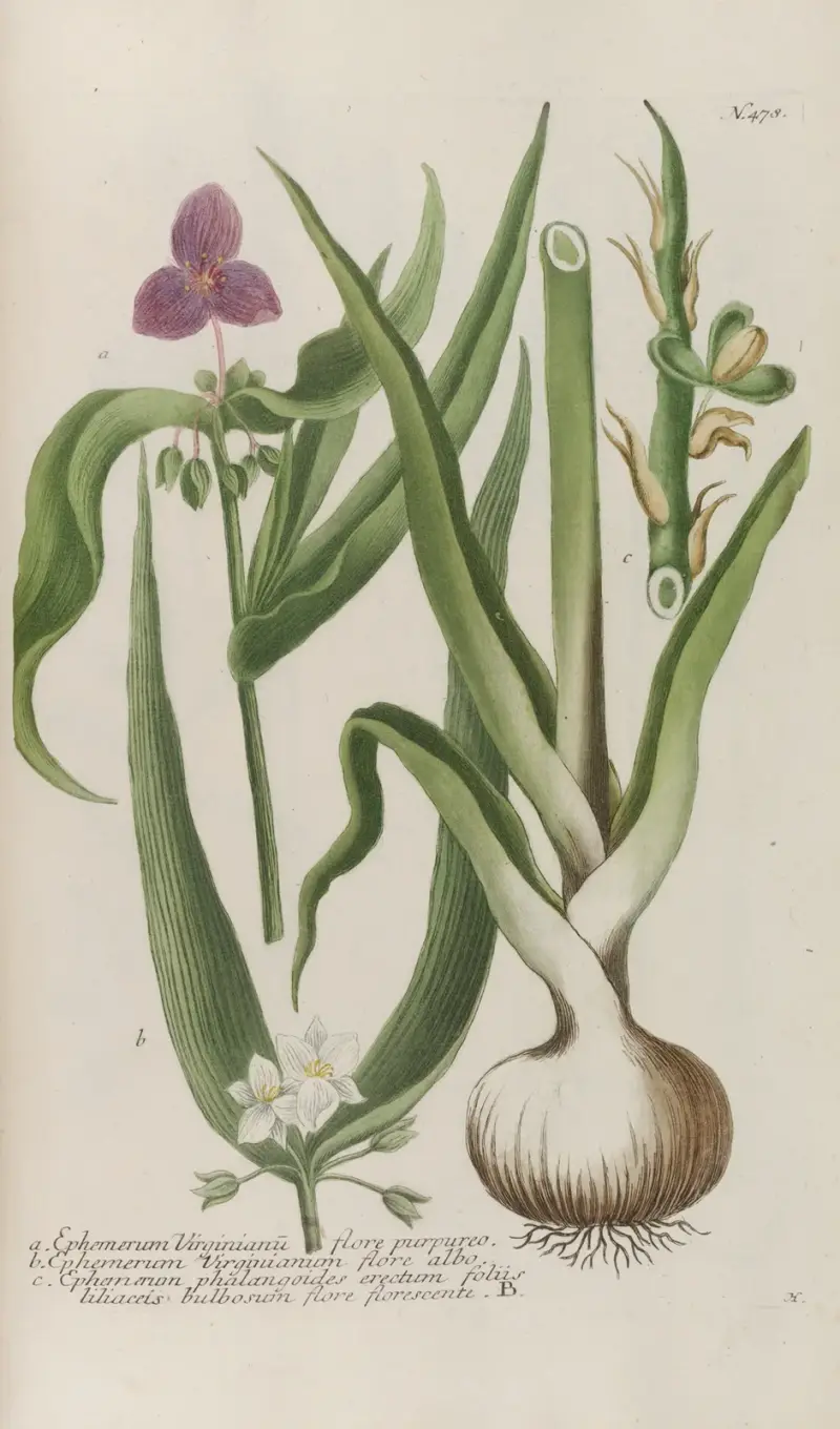 Phytanthoza iconographia Pl.201 av Johann Wilhelm Weinmann