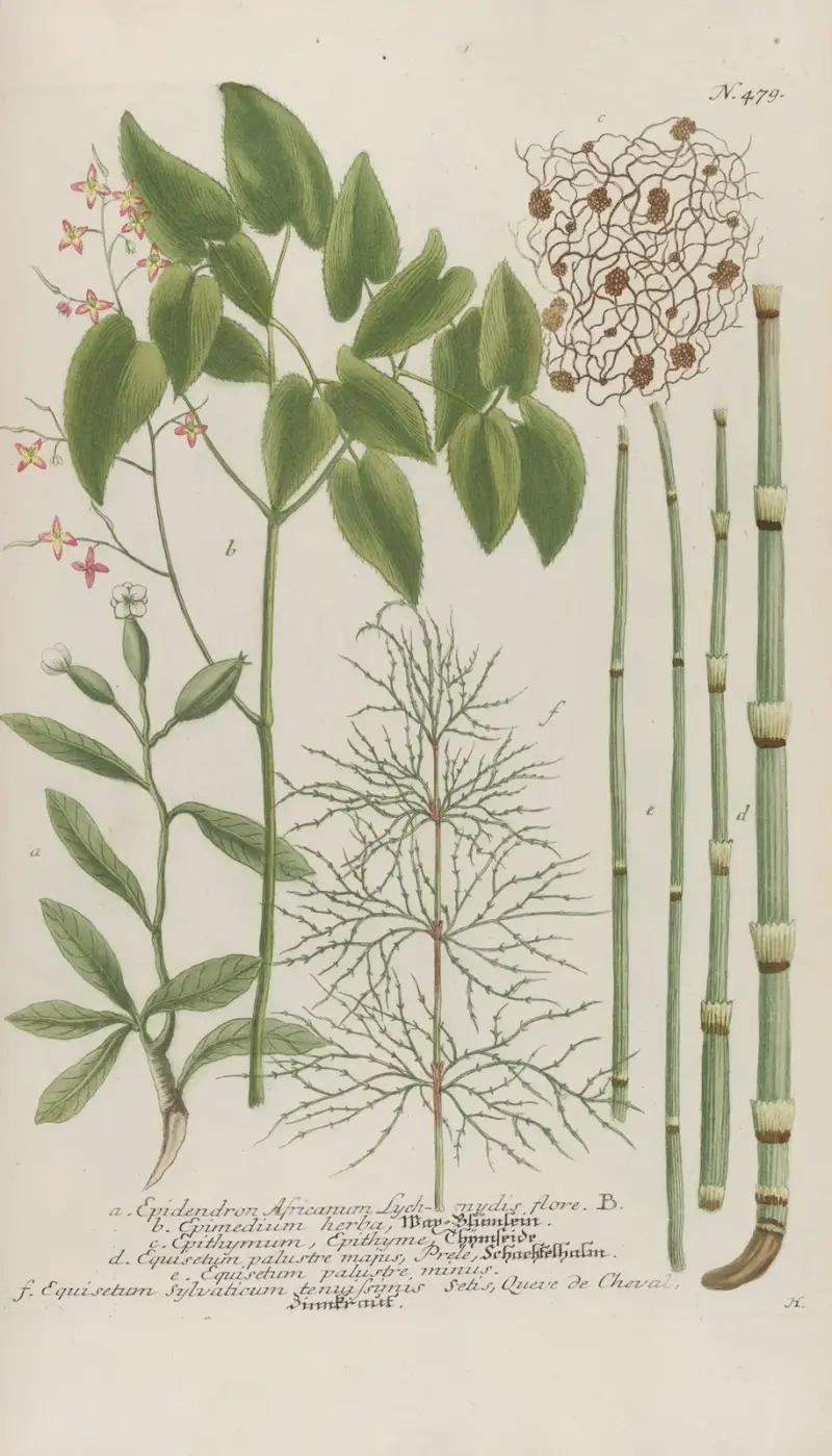 Phytanthoza iconographia Pl.202 av Johann Wilhelm Weinmann