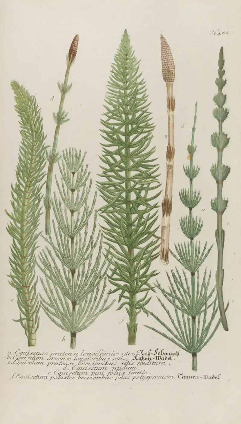 Phytanthoza iconographia Pl.203 av Johann Wilhelm Weinmann