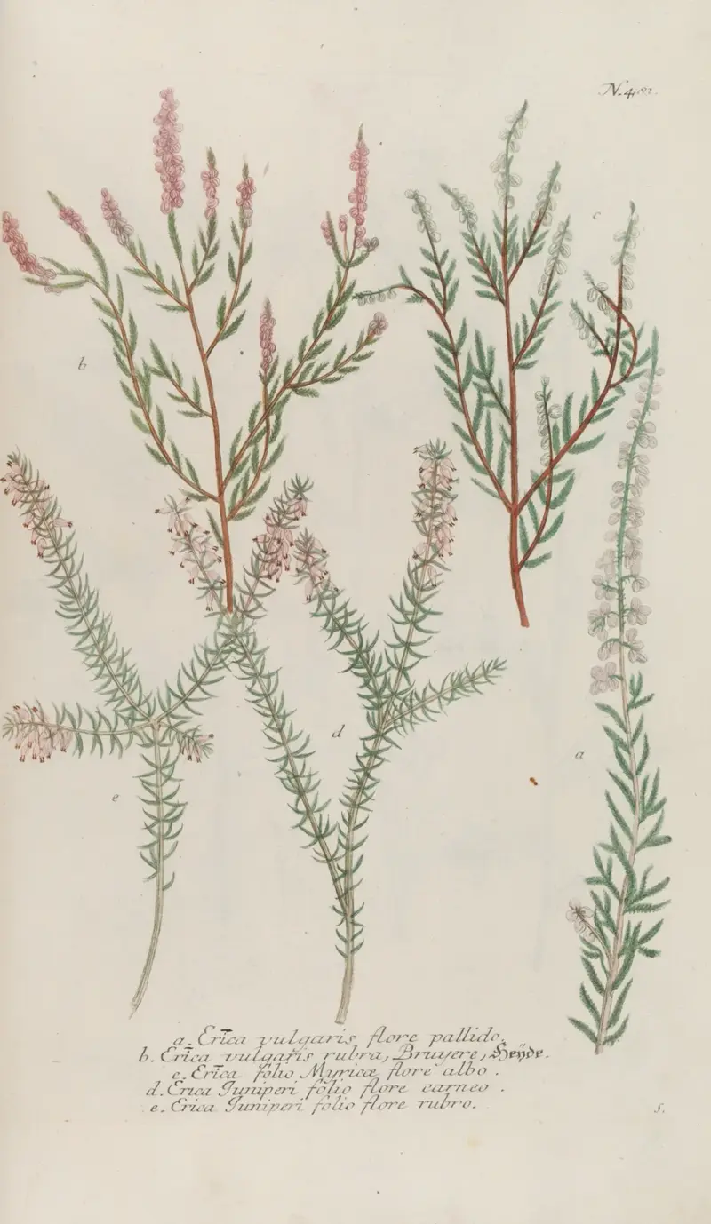 Phytanthoza iconographia pl. 204 av Johann Wilhelm Weinmann