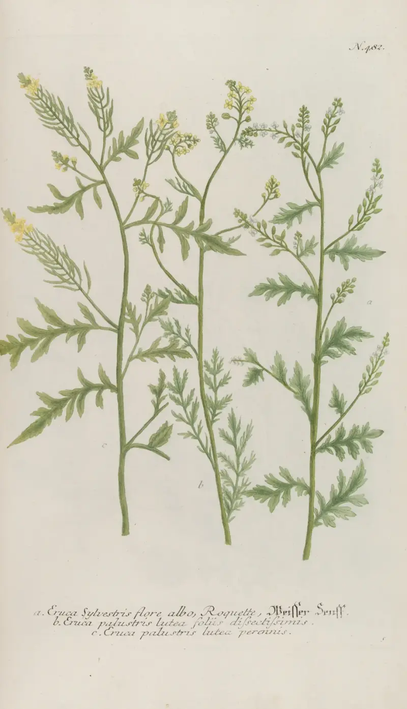 Phytanthoza iconographia Pl.205 av Johann Wilhelm Weinmann