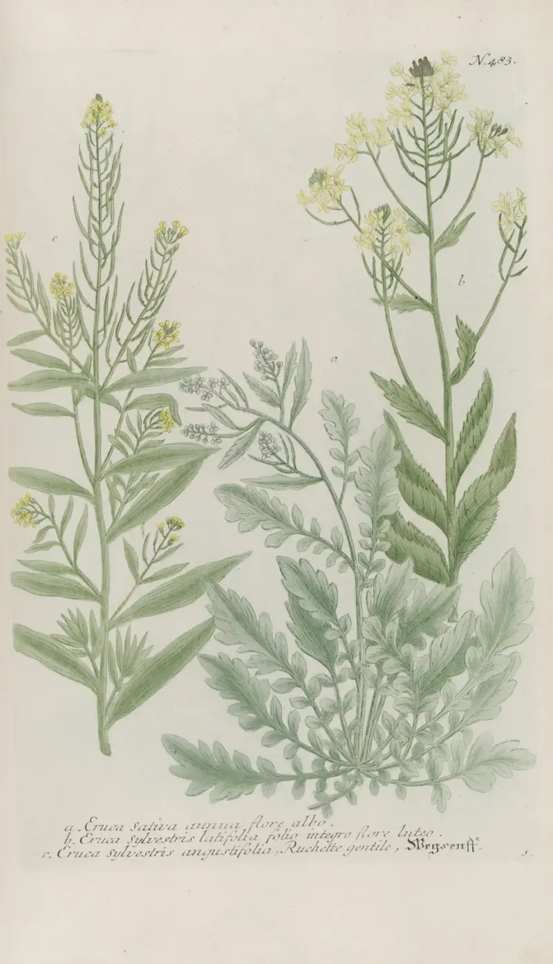 Phytanthoza iconographia Pl.206 av Johann Wilhelm Weinmann