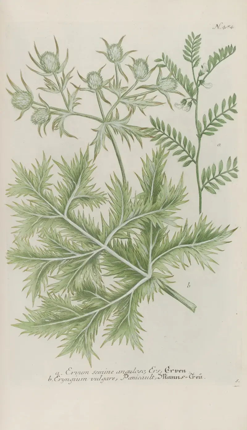 Phytanthoza iconographia Pl.207 av Johann Wilhelm Weinmann