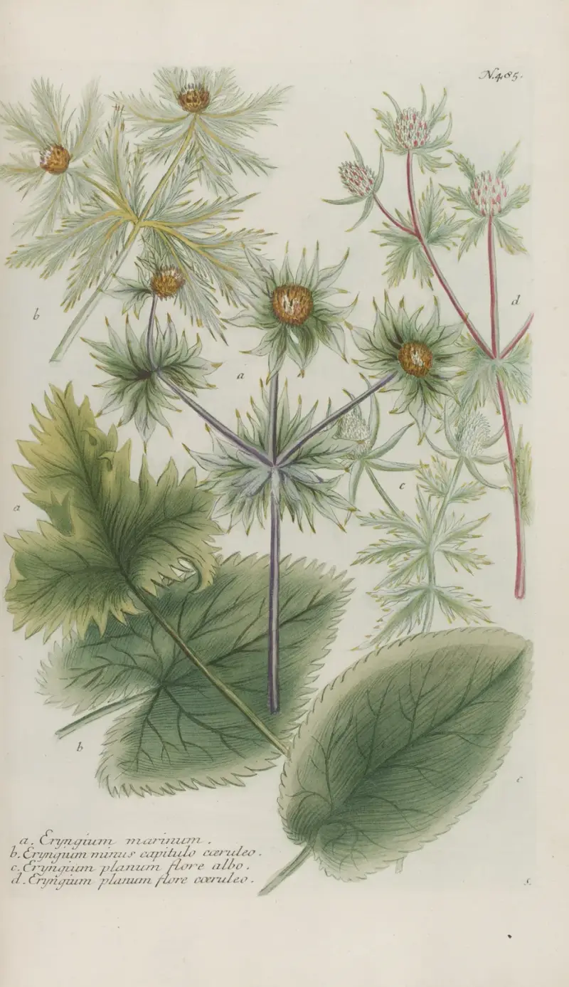 Phytanthoza iconographia Pl.208 av Johann Wilhelm Weinmann