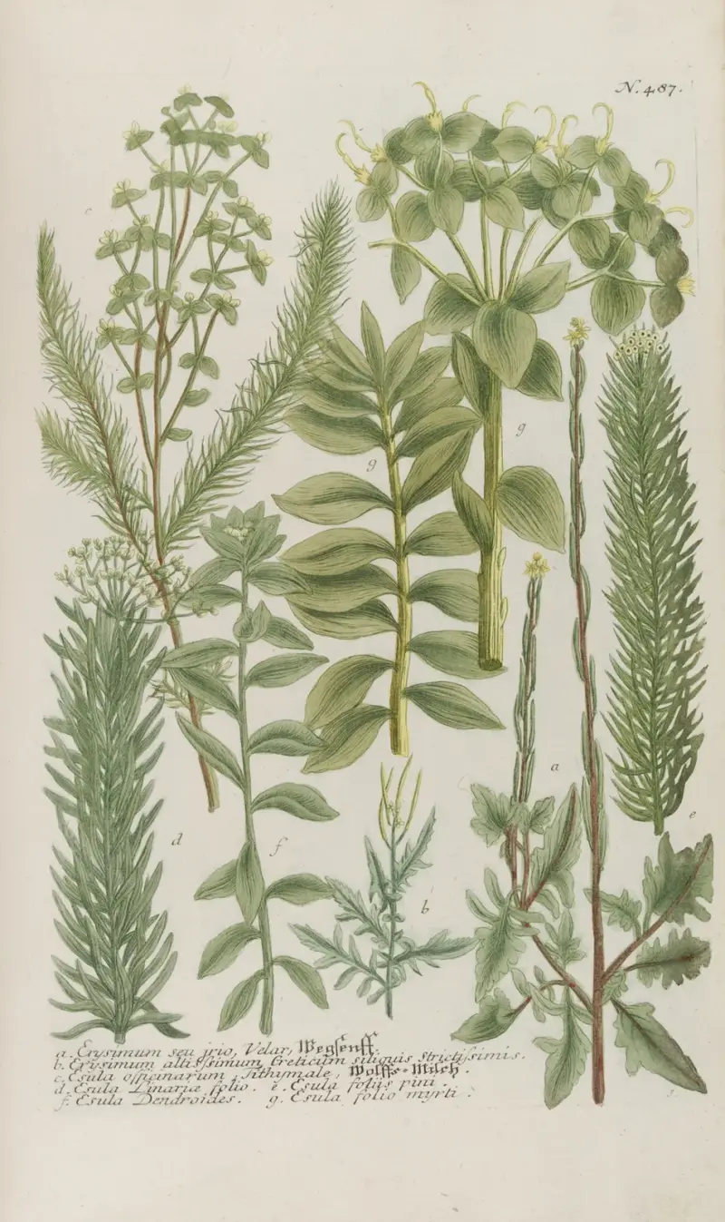 Phytanthoza iconographia Pl.210 av Johann Wilhelm Weinmann