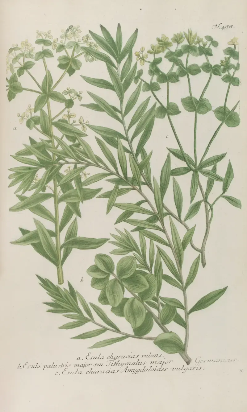 Phytanthoza iconographia Pl.211 av Johann Wilhelm Weinmann