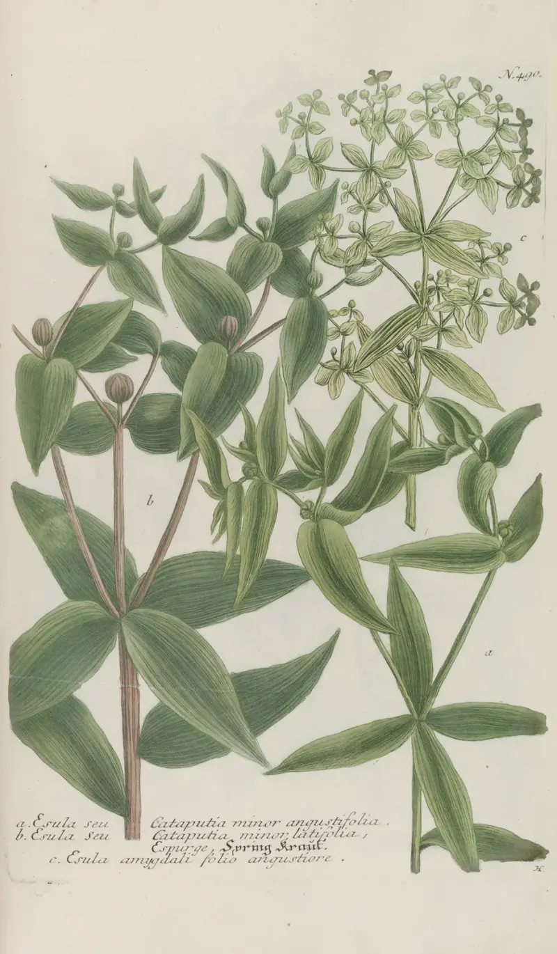 Phytanthoza iconographia Pl.213 av Johann Wilhelm Weinmann