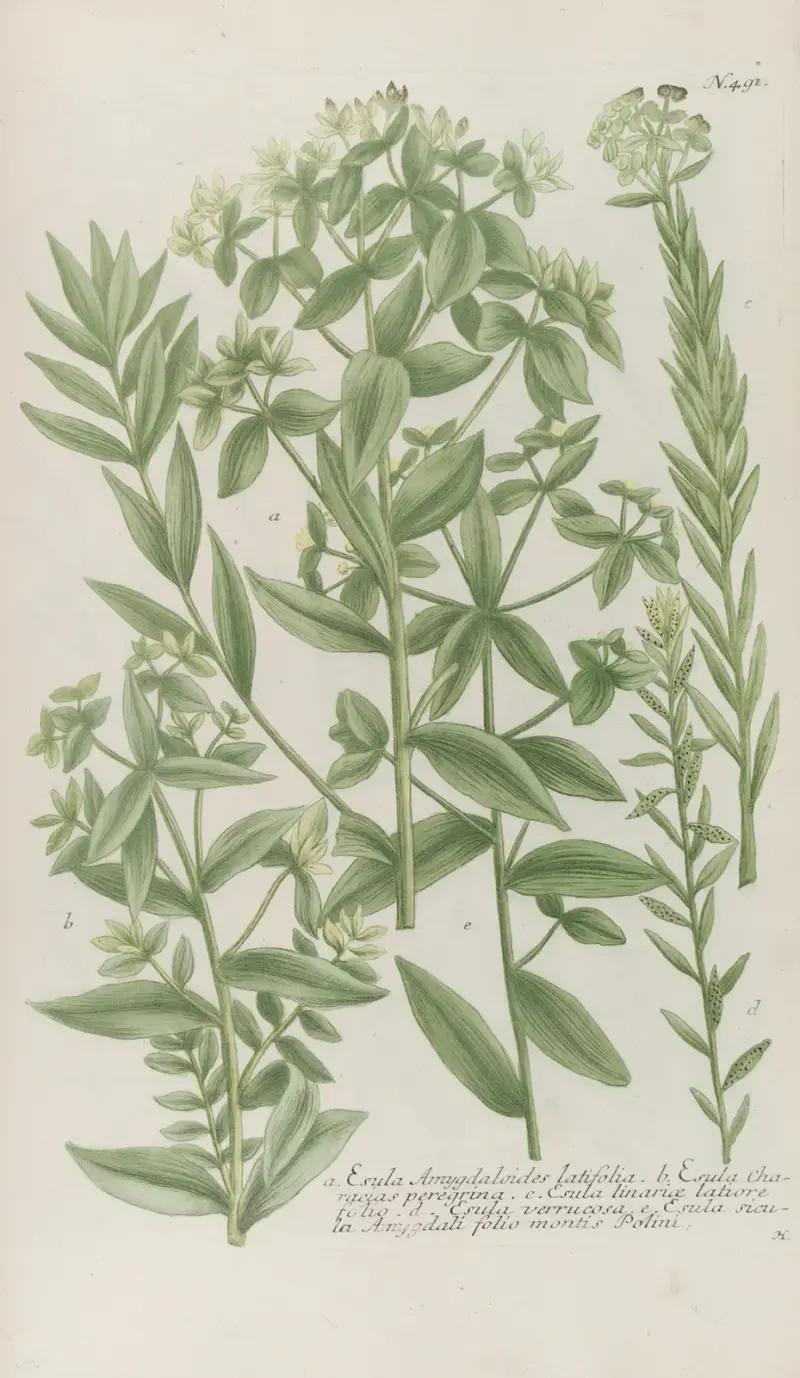 Phytanthoza iconographia Pl.214 av Johann Wilhelm Weinmann