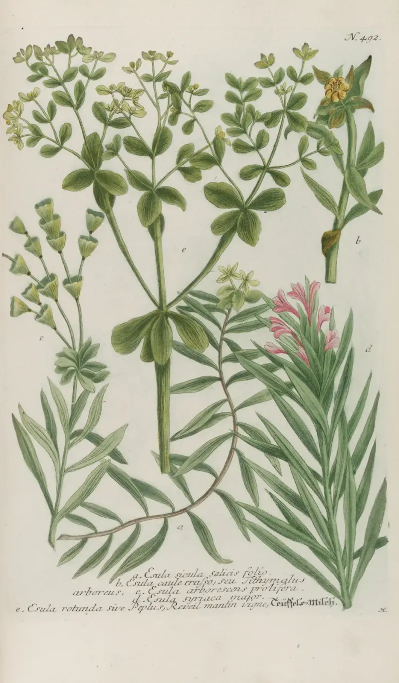 Phytanthoza iconographia Pl.215 av Johann Wilhelm Weinmann
