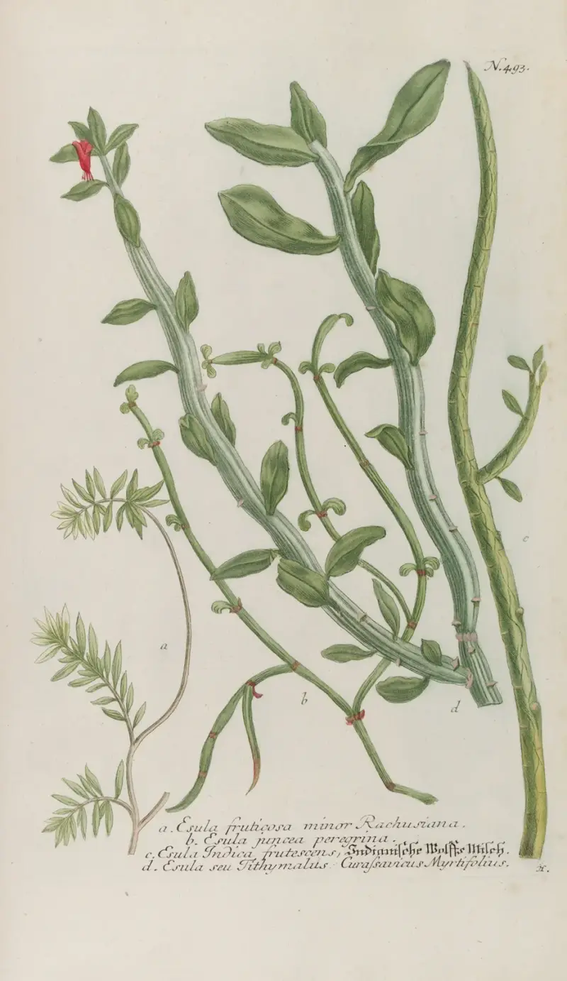 Phytanthoza iconographia Pl.216 av Johann Wilhelm Weinmann