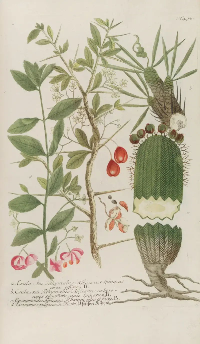 Phytanthoza iconographia Pl.217 av Johann Wilhelm Weinmann
