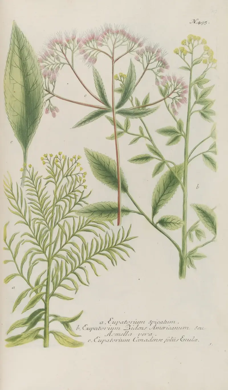Phytanthoza iconographia Pl.218 av Johann Wilhelm Weinmann
