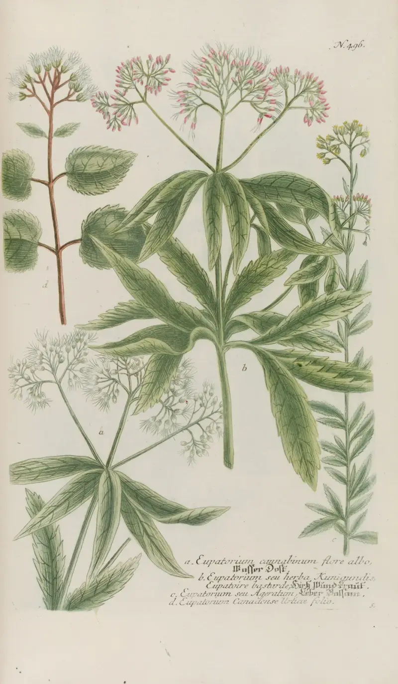 Phytanthoza iconographia Pl.219 av Johann Wilhelm Weinmann