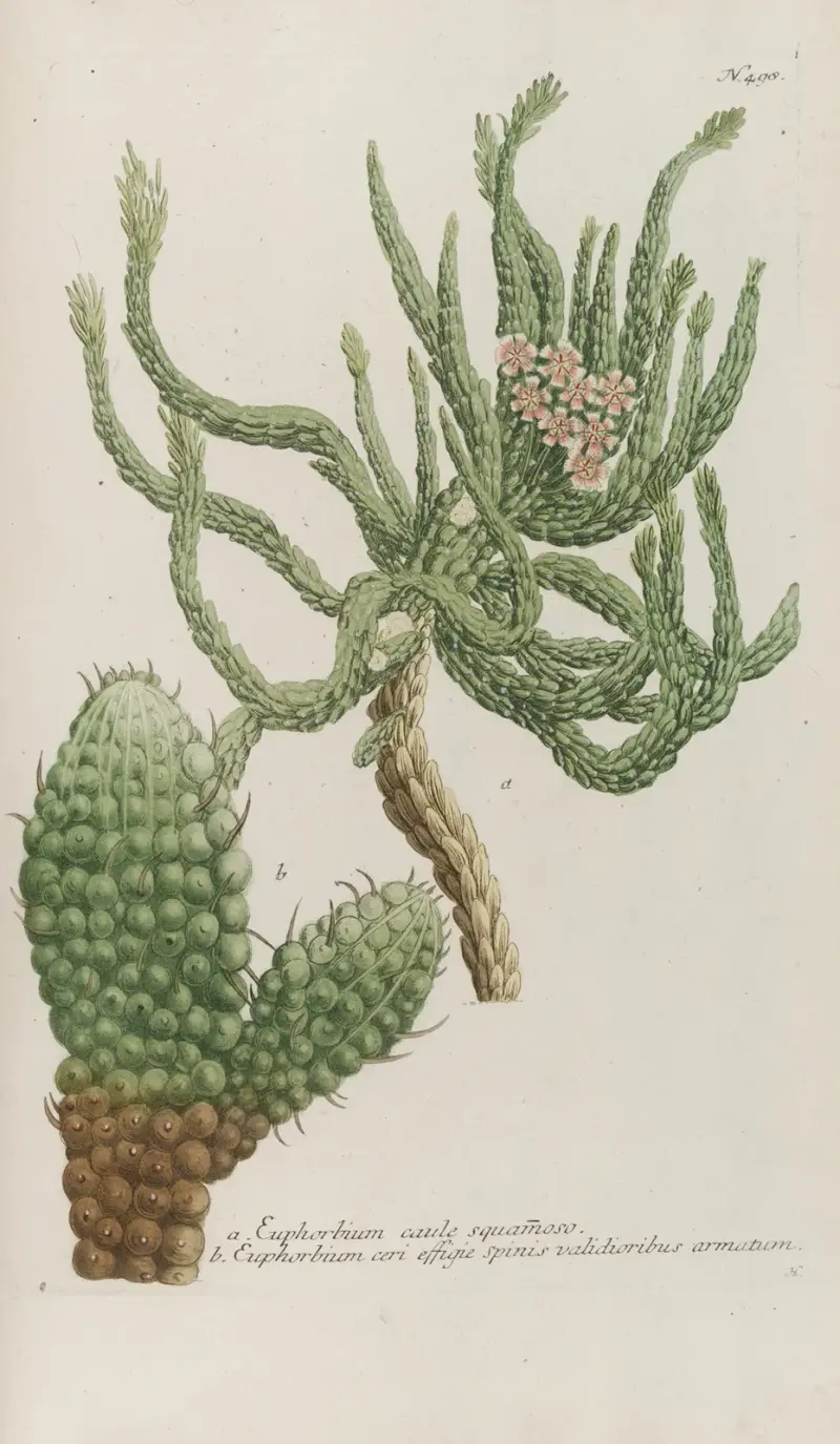 Phytanthoza iconographia Pl.221 av Johann Wilhelm Weinmann