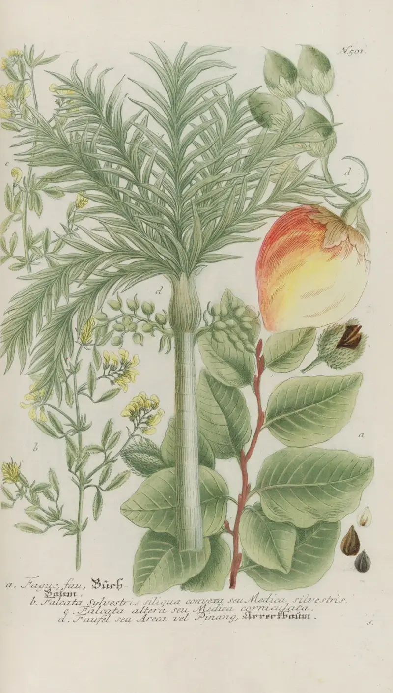 Phytanthoza iconographia Pl.224 av Johann Wilhelm Weinmann
