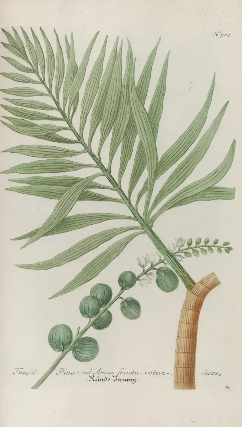Phytanthoza iconographia Pl.225 av Johann Wilhelm Weinmann