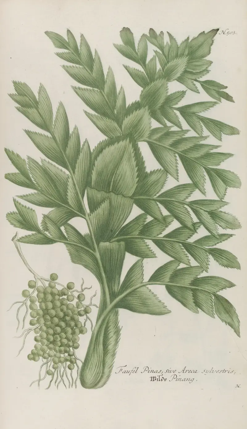 Phytanthoza iconographia Pl.226 av Johann Wilhelm Weinmann