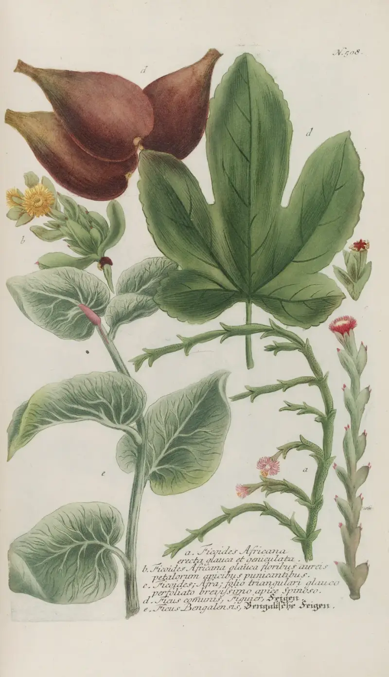 Phytanthoza iconographia Pl.231 av Johann Wilhelm Weinmann
