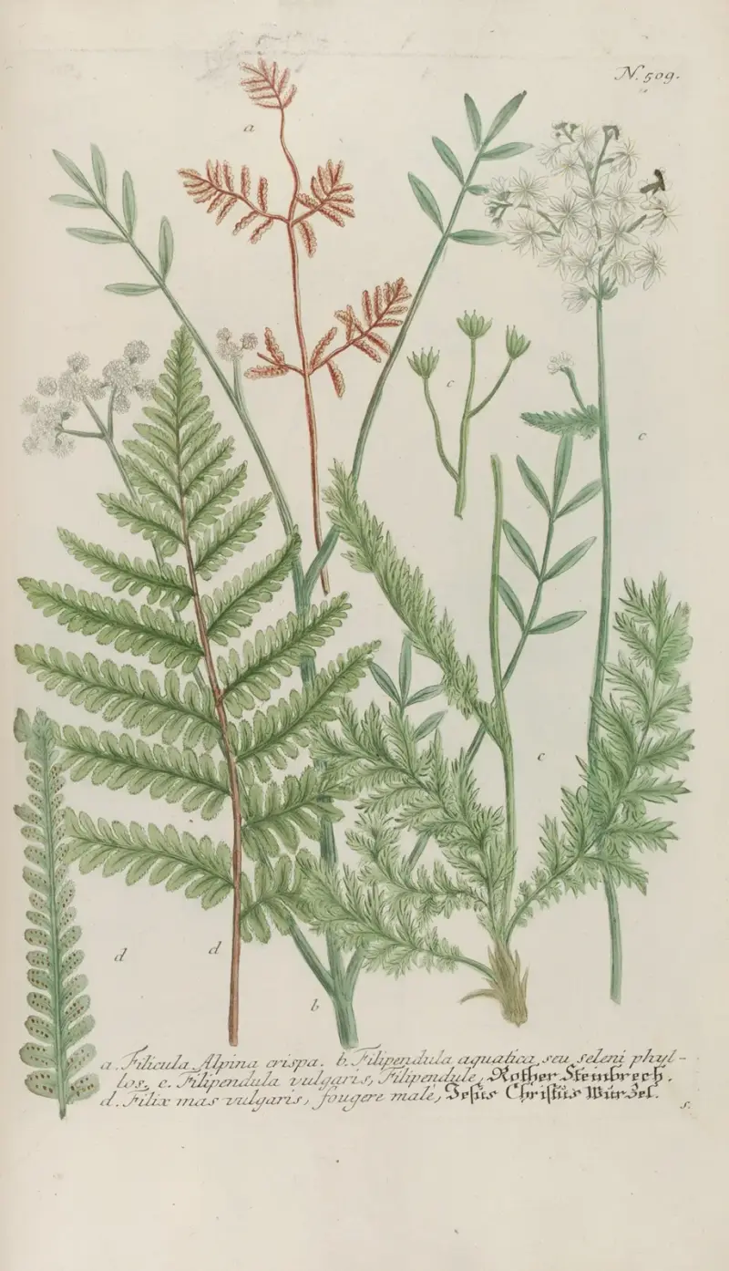 Phytanthoza iconographia Pl.232 av Johann Wilhelm Weinmann