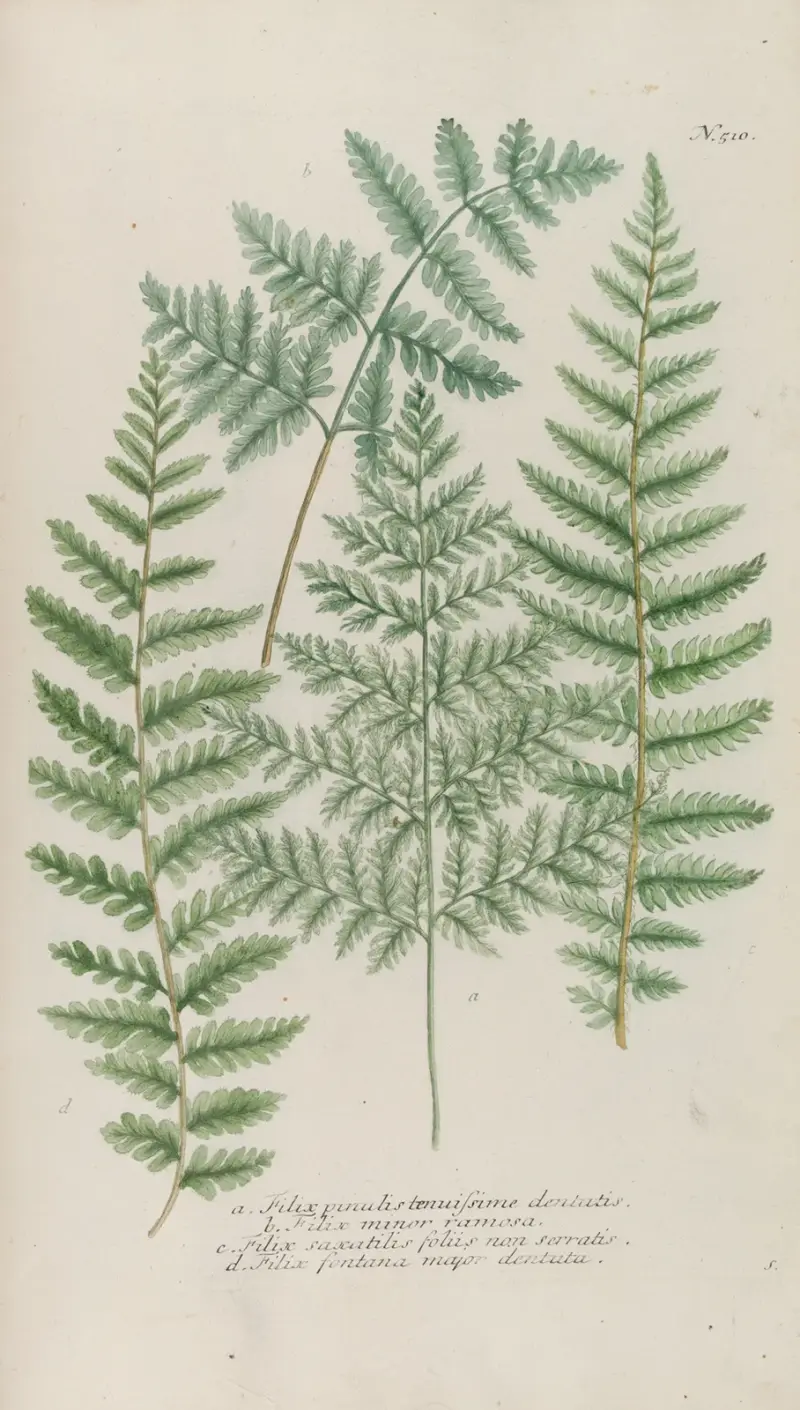 Phytanthoza iconographia Pl.233 av Johann Wilhelm Weinmann