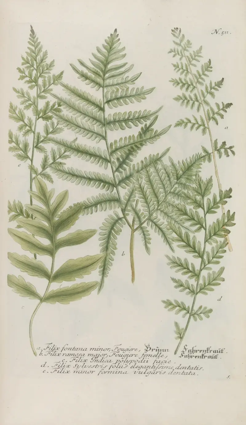 Phytanthoza iconographia Pl.234 av Johann Wilhelm Weinmann