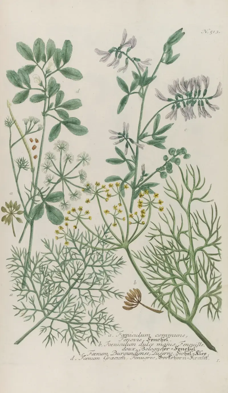 Phytanthoza iconographia Pl.236 av Johann Wilhelm Weinmann