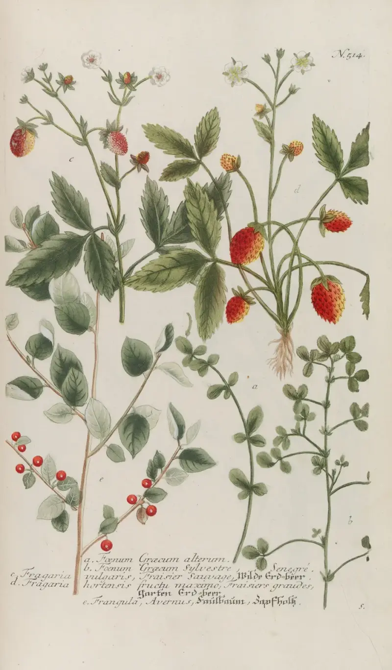 Phytanthoza iconographia Pl.237 av Johann Wilhelm Weinmann